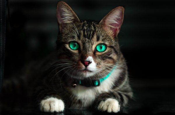 Casinha de transporte para gatos - Imagem 3