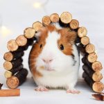 Como escolher a ração ideal para o seu pet ?