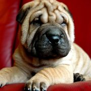 Confira nossas dicas para o seu pet em nossas redes sociais