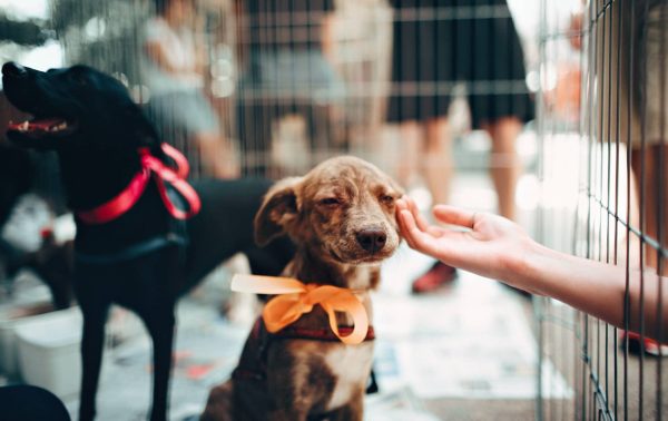 Roupa para cães - Imagem 3