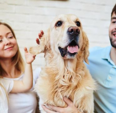 dog-feliz-familia
