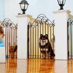 hotel-para-cao-gato