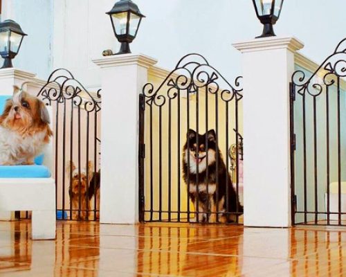 hotel-para-cao-gato