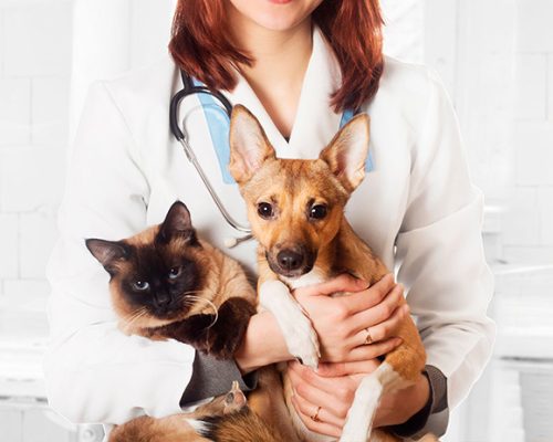 veterinario-cuidados